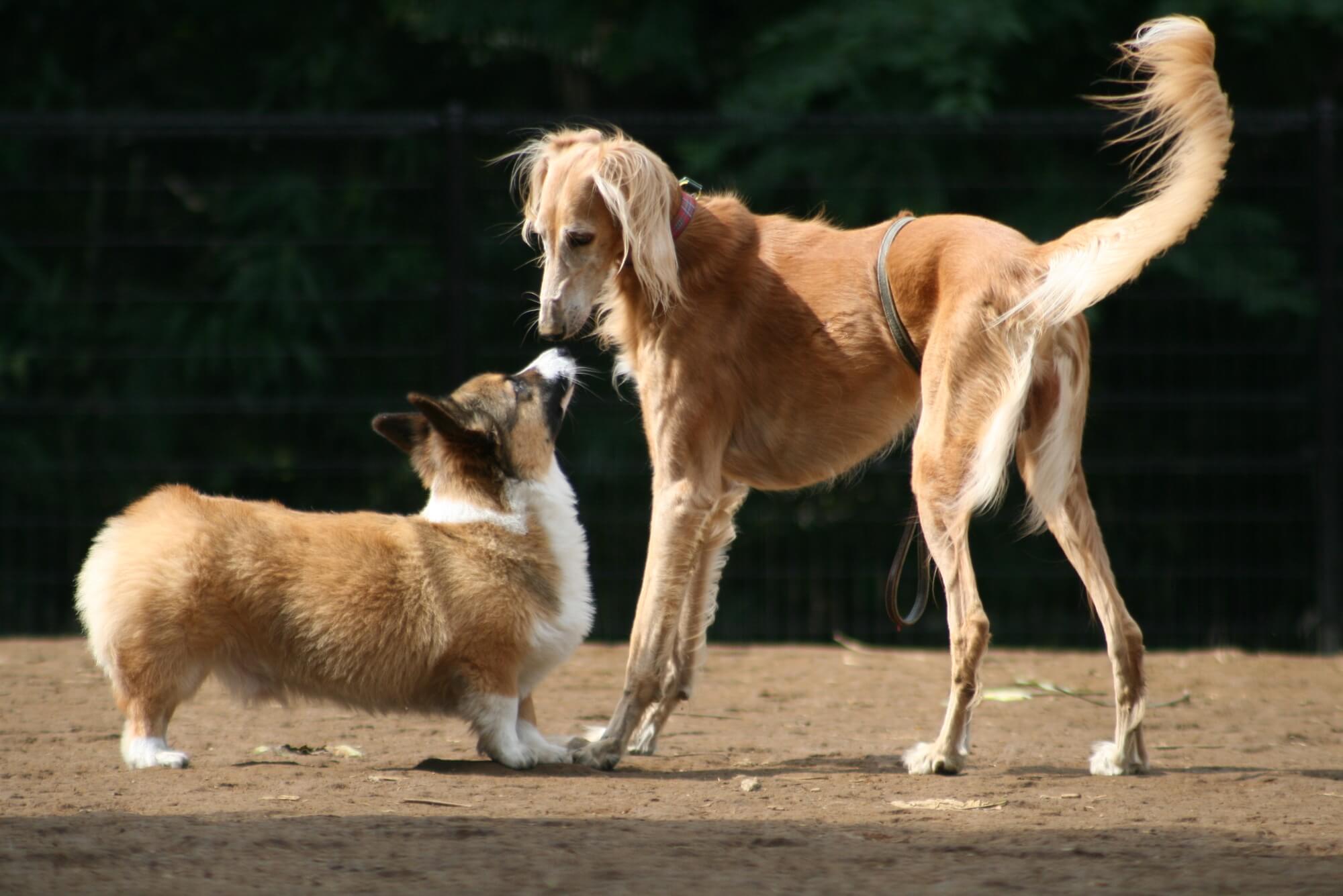 サルーキーの性格の特徴